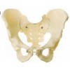 ADULT MALE PELVIS